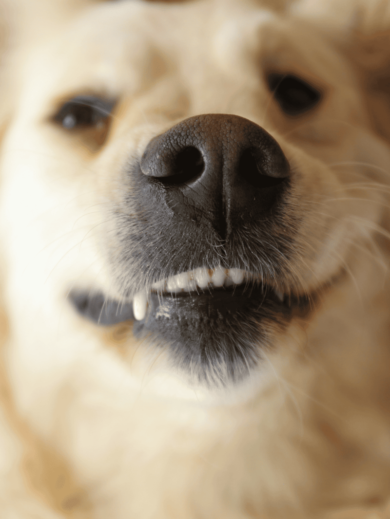 Close-up of a dog's nose showing texture and detail, emphasizing grooming and health.