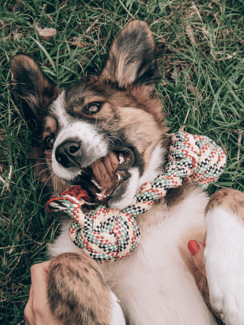Adorable border collie mix dog lying on grass with a colorful rope toy, a fun moment for pet lovers.