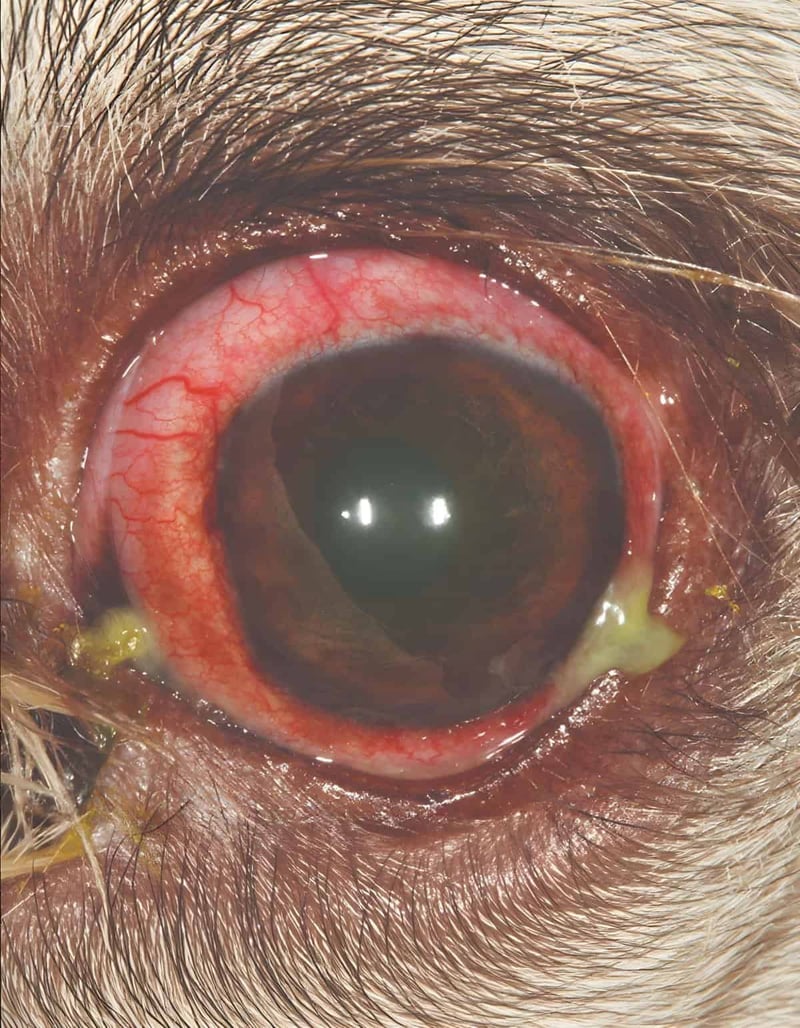 Close-up of a dog's eye with redness, inflammation, and discharge indicating infection or allergic response.