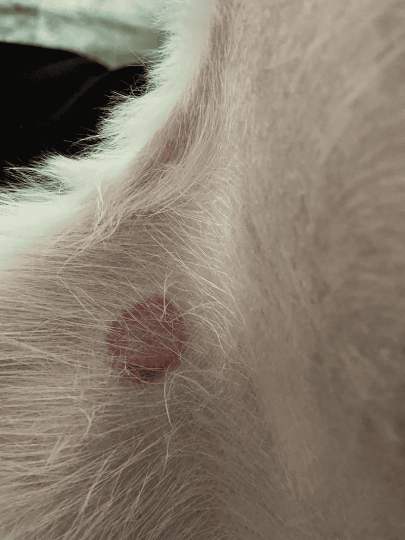 Close-up of a dog's paw showing trimmed nails for health care.