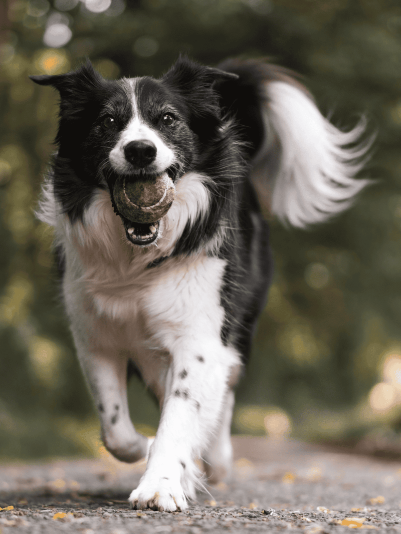 Dog playing fetch with tennis ball in outdoor park, active and happy, border collie dog.