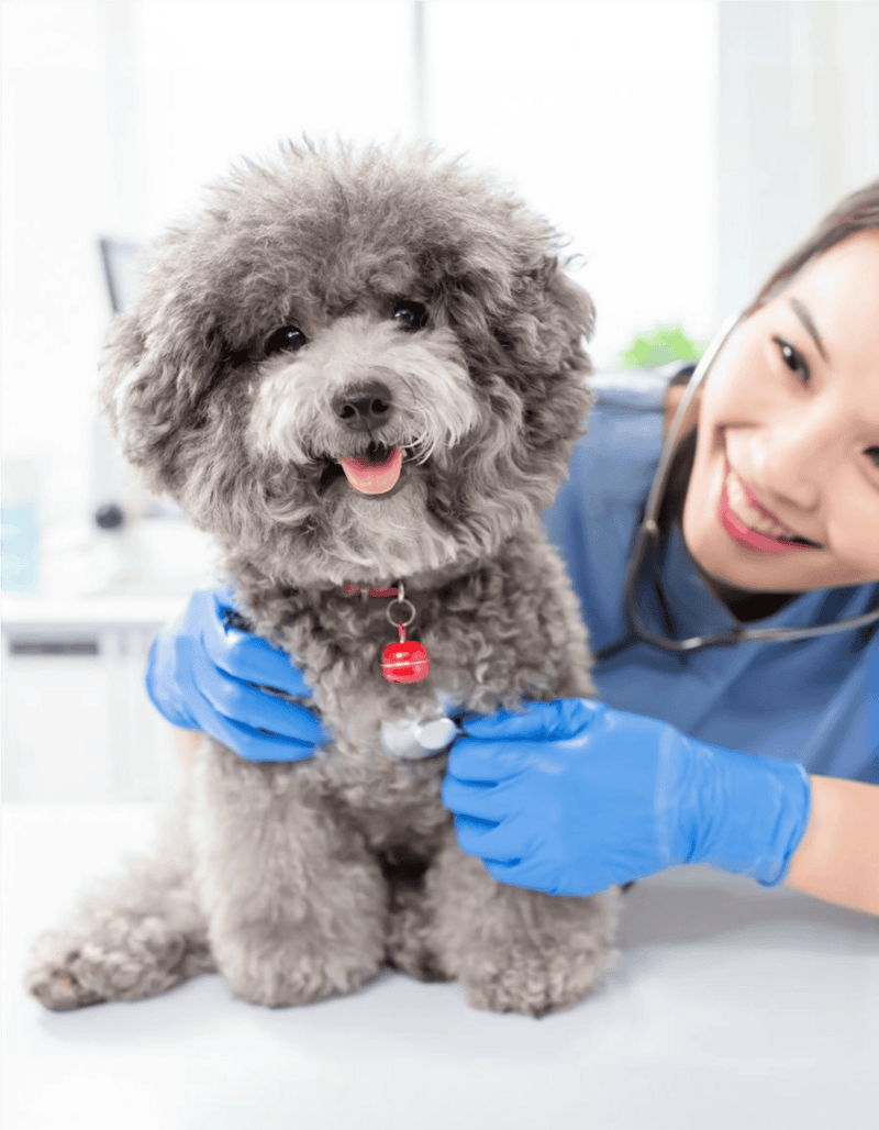 Dog with fluffy gray fur at vet check-up, smiling, veterinary setting, health care for dogs, professional veterinarian.