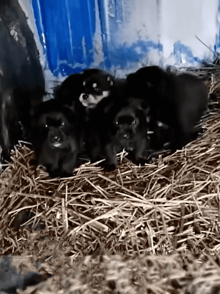 Adorable black puppies in straw bed, ready for adoption or rescue, as seen on Dogfix.com.