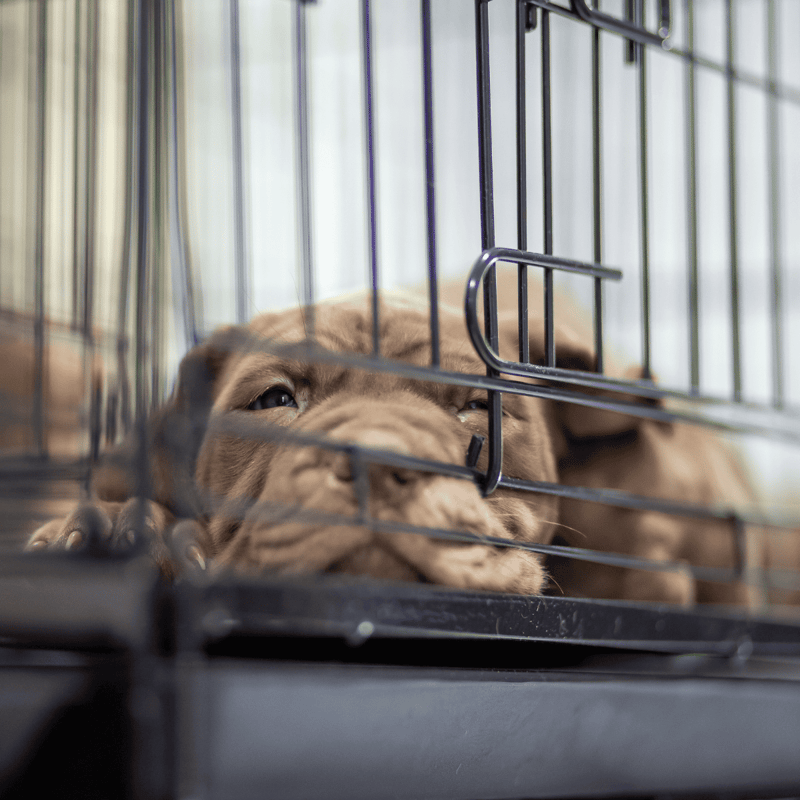 Adorable puppy lying inside a dog crate, looking tired and calm.
