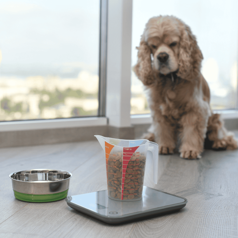 Dog food measuring jug, scales, and bowl showcasing pet nutrition tools for dogs.