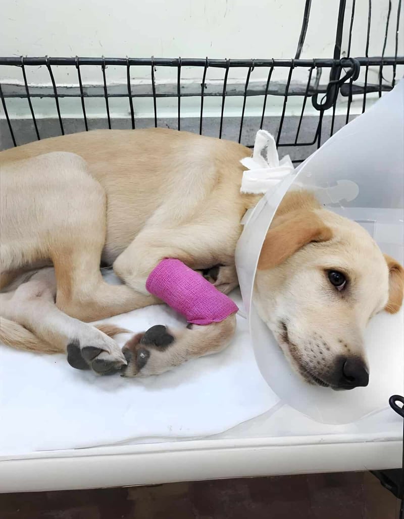 Adorable dog with leg injury, wearing a pink bandage and cone, lying down in kennel.