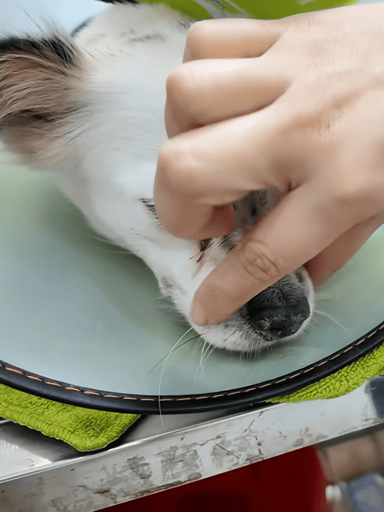 Close-up of dog receiving professional grooming and care.