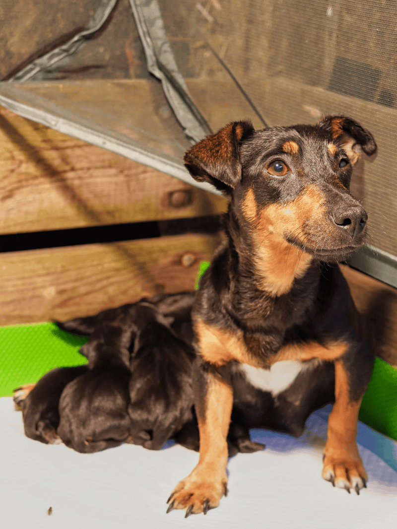 Cute black and tan Labrador retriever puppies nursing.