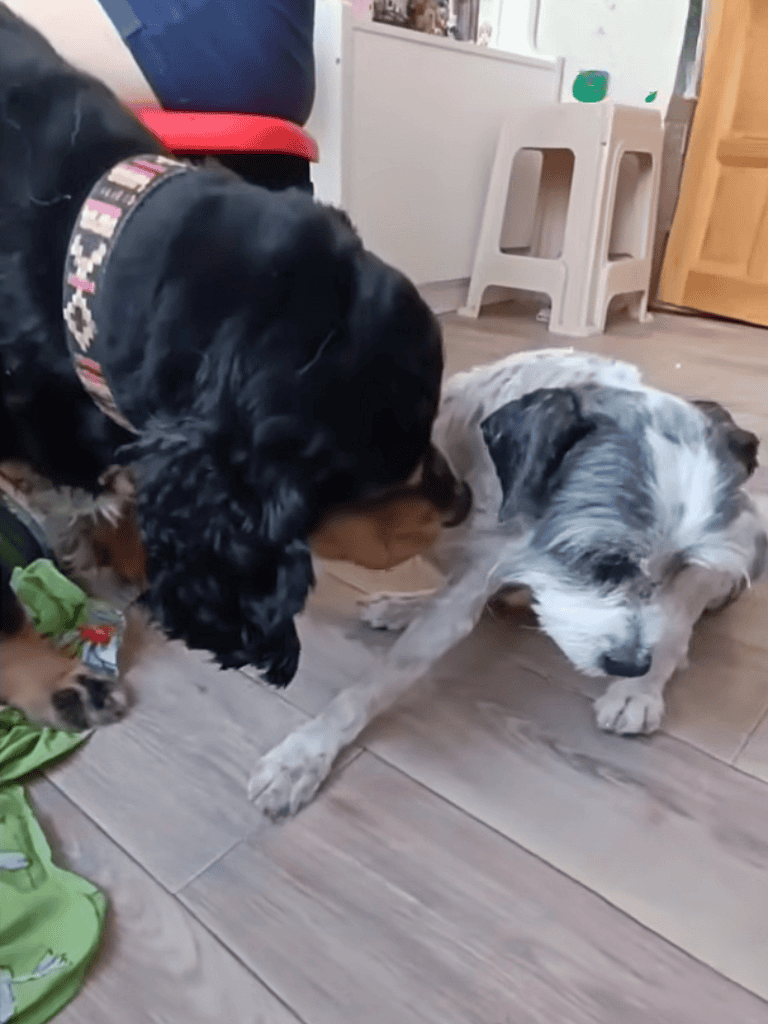 Adorable puppy meeting with a friendly dog indoors, showcasing playful interaction between young dogs in a cozy home setting.