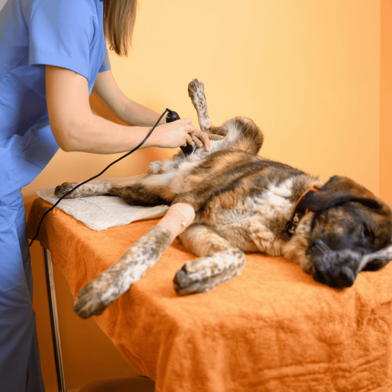 Vet performing an ultrasound on a dog for health exam and diagnosis.