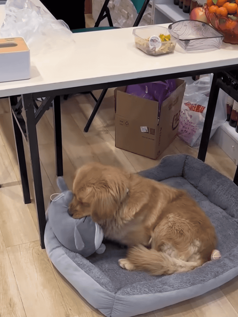 Adorable golden retriever puppy resting on plush toy in soft pet bed.