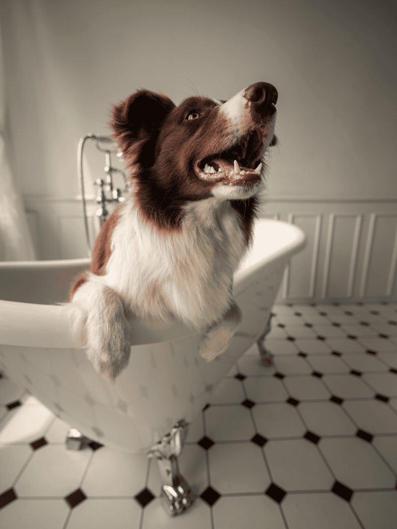 Dog relaxing in vintage clawfoot bathtub, perfect for pet bathing and grooming needs.