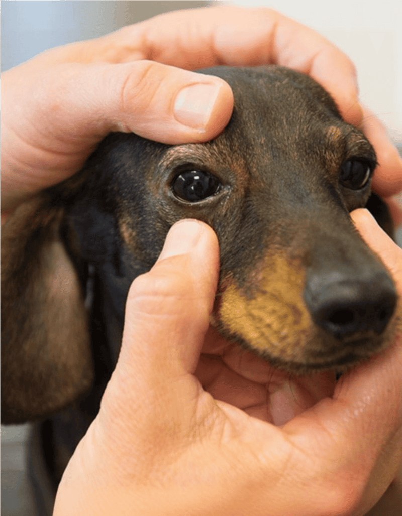 Close-up of a dog's eyes being examined by veterinarian for health checkup.