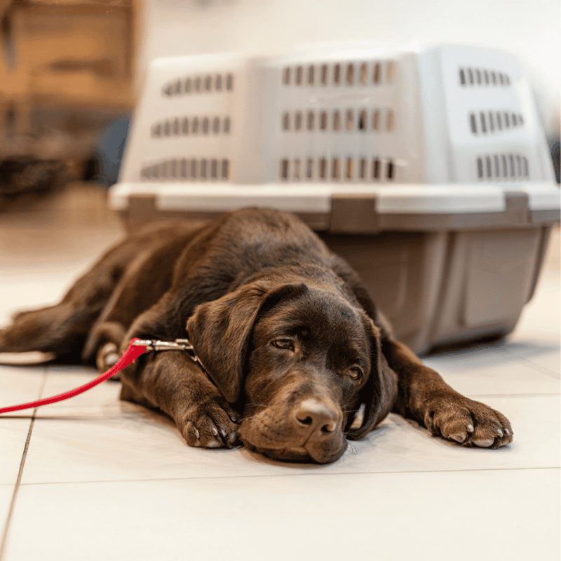 Sad puppy lying on the floor with a pet crate in the background, emphasizing dog comfort and safety.