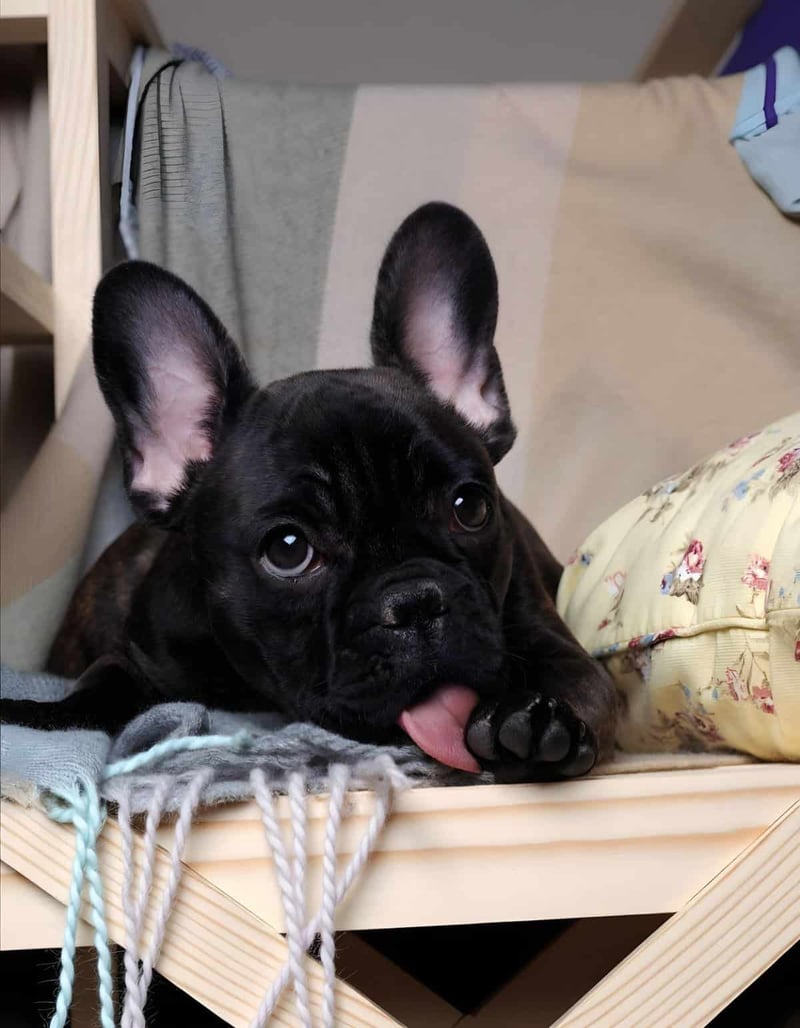 Cute French Bulldog puppy with big ears lying on a soft dog bed, showcasing pet comfort and adorable dog behavior.