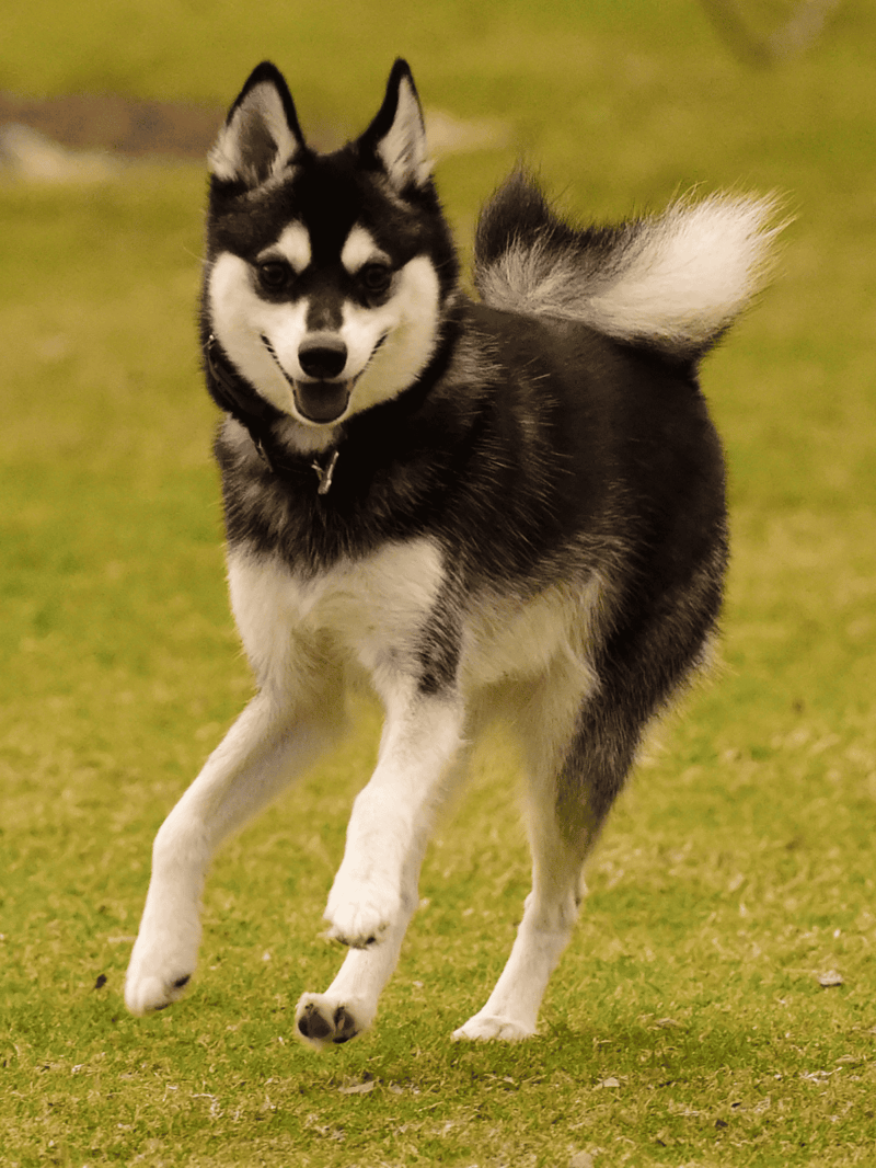 Adorable Siberian Husky puppy enjoying outdoor playtime on green grass.