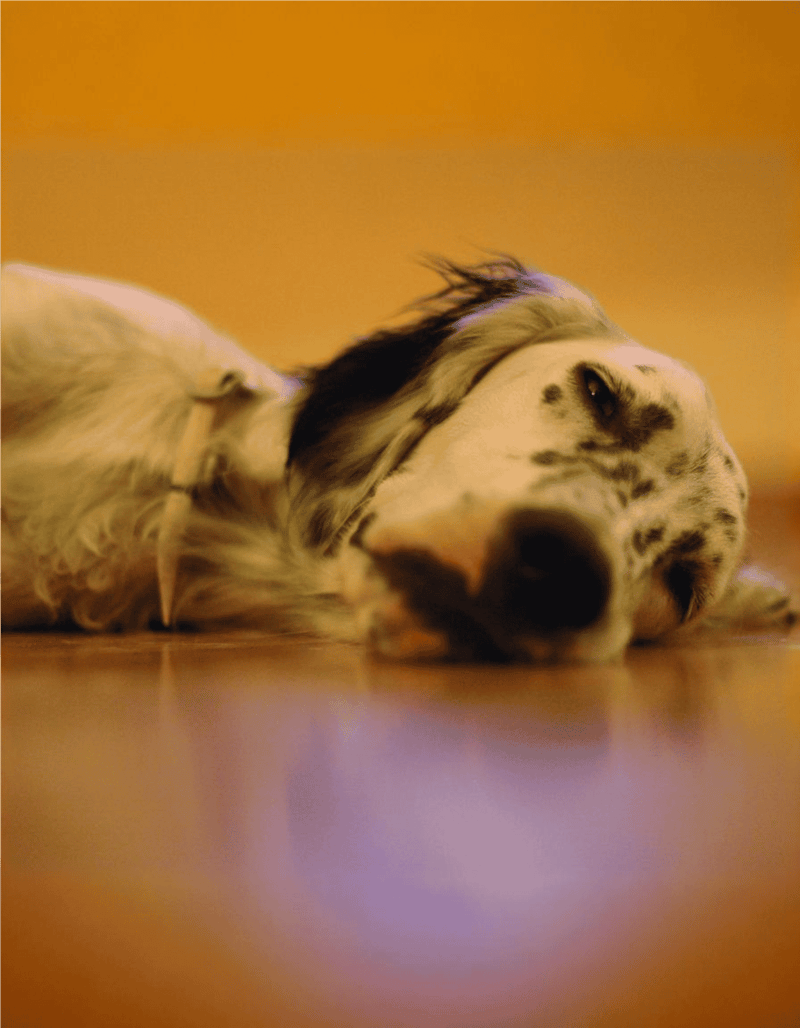 Adorable sleeping dog with spotted fur, lying on the floor in a cozy home setting.