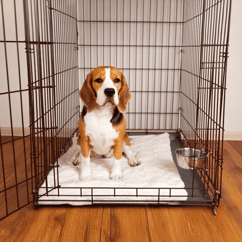 Adorable beagle puppy sitting inside a metal dog crate with bedding and water bowl for safe space.