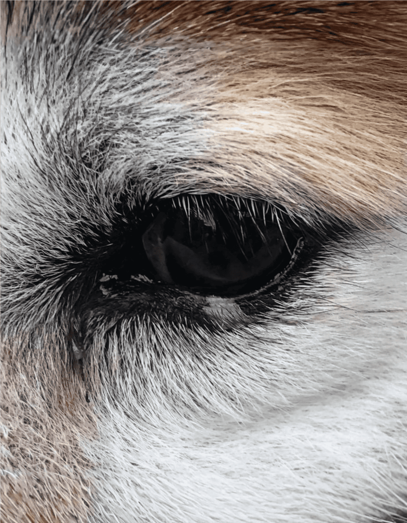 Extreme close-up of a dog’s eye highlighting fur detail and grooming needs, ideal for pet health and care visuals.