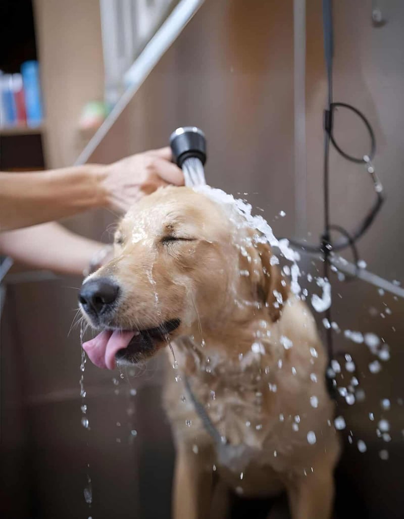 Close-up of a happy dog being bathed at a professional grooming salon.