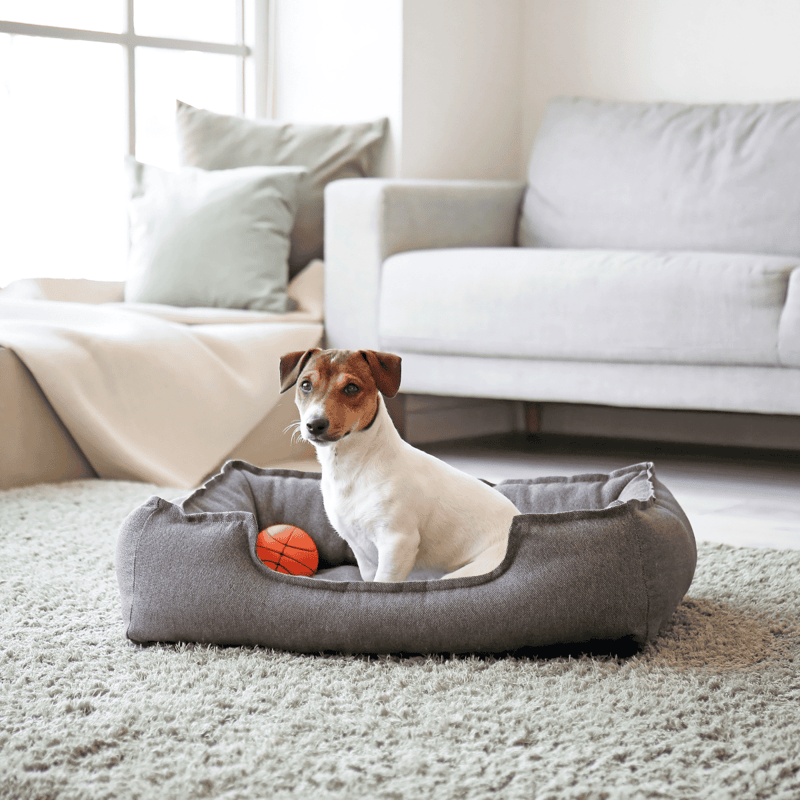 Comfortable dog bed with small puppy and basketball toy, perfect for indoor pet comfort and rest.