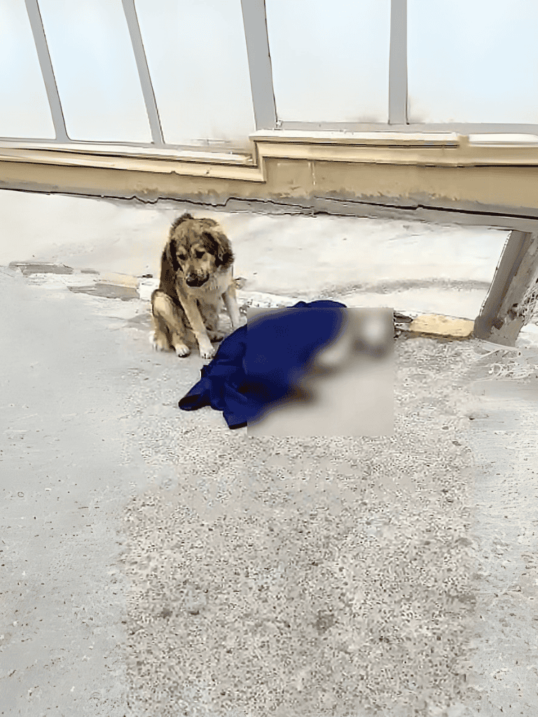 Dog sitting near a blurred, injured object on the ground.