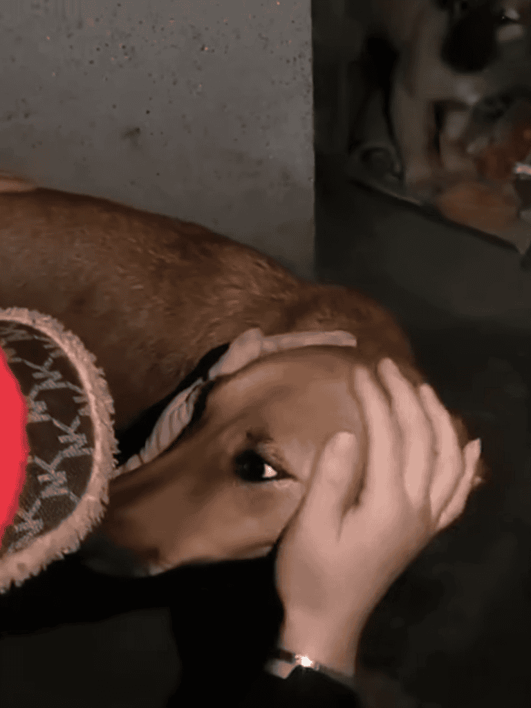 Close-up of a dog being gently hugged by a person's hand. The dog appears calm and relaxed, highlighting love and care for pets.