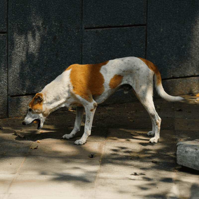 Dogfix.com trusted dog care and health services for pets.