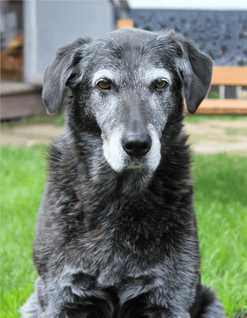 Adorable rescued senior dog in backyard.