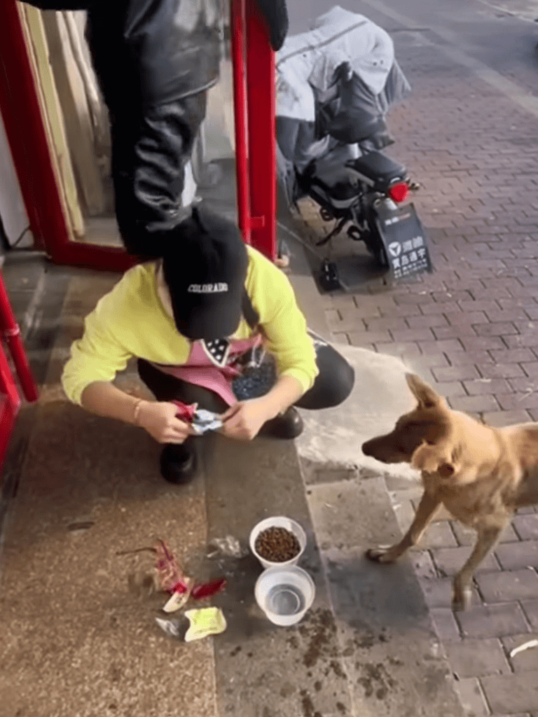 Accessible pet grooming station for dogs.
