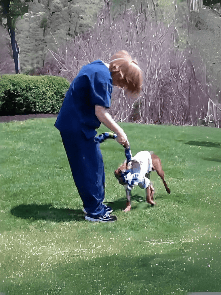Dog training session outdoors with a dog and a person on a leash.
