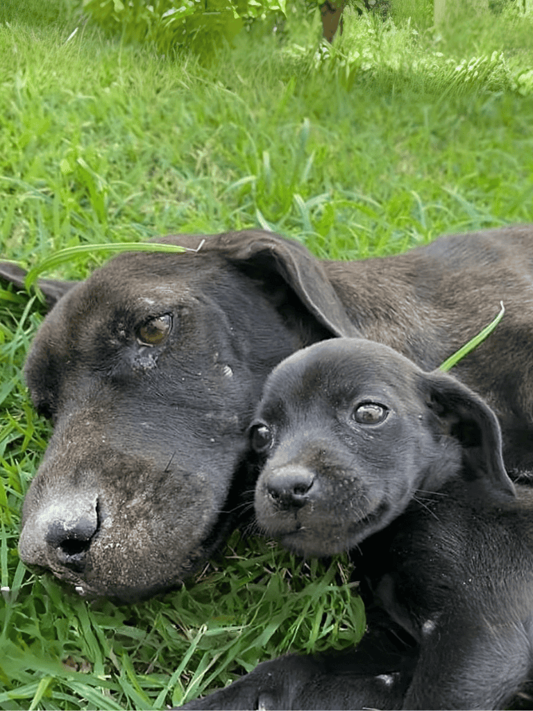 Adorable black puppies lying on green grass, showcasing healthy, happy dogs.