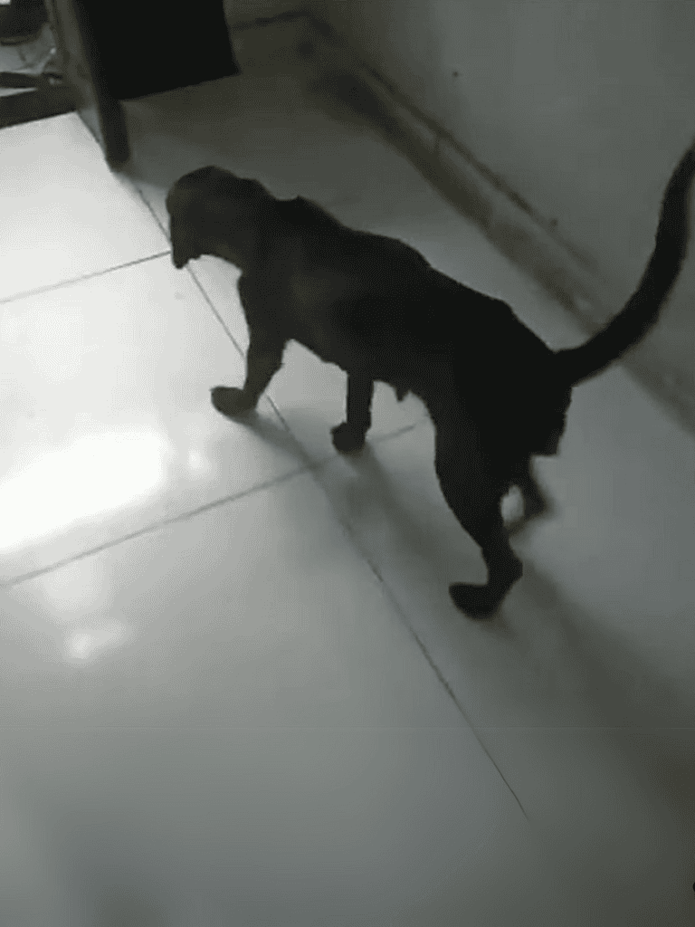 Adorable black puppy exploring indoor space, walk on shiny tiles, curious pet dog.