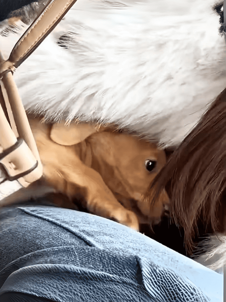 Adorable golden puppy snuggled under blanket with owner, showcasing pet comfort and bond.