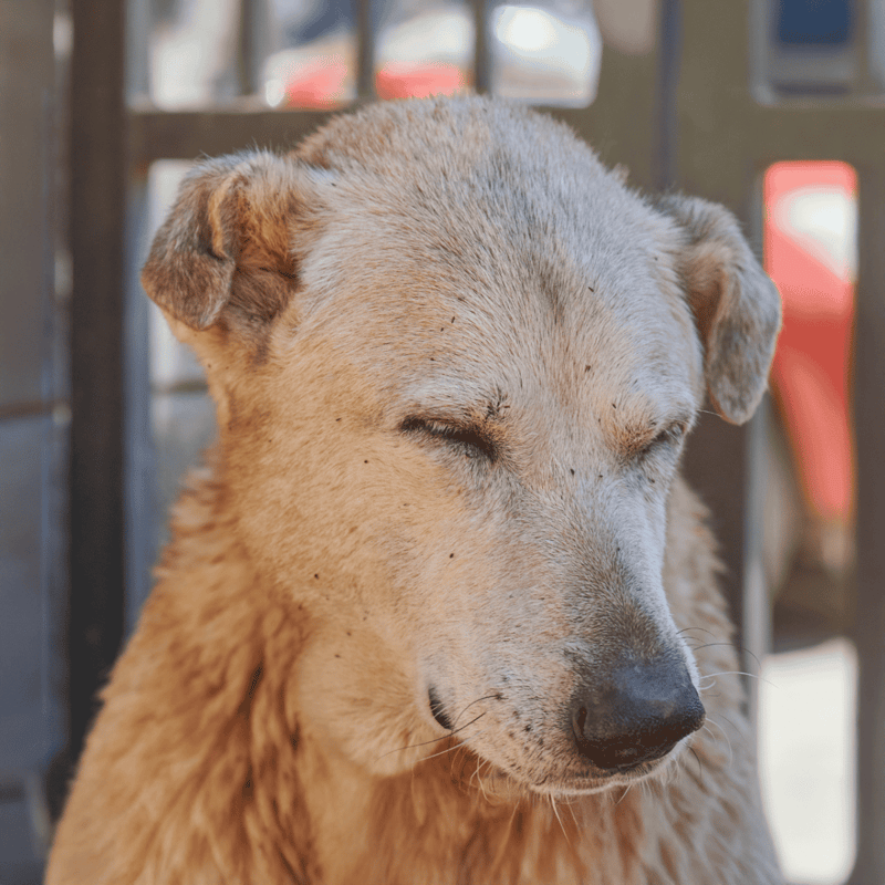 Friendly dog with closed eyes, soft fur, and calm expression in a shelter setting, representing pet rescue and adoption efforts.
