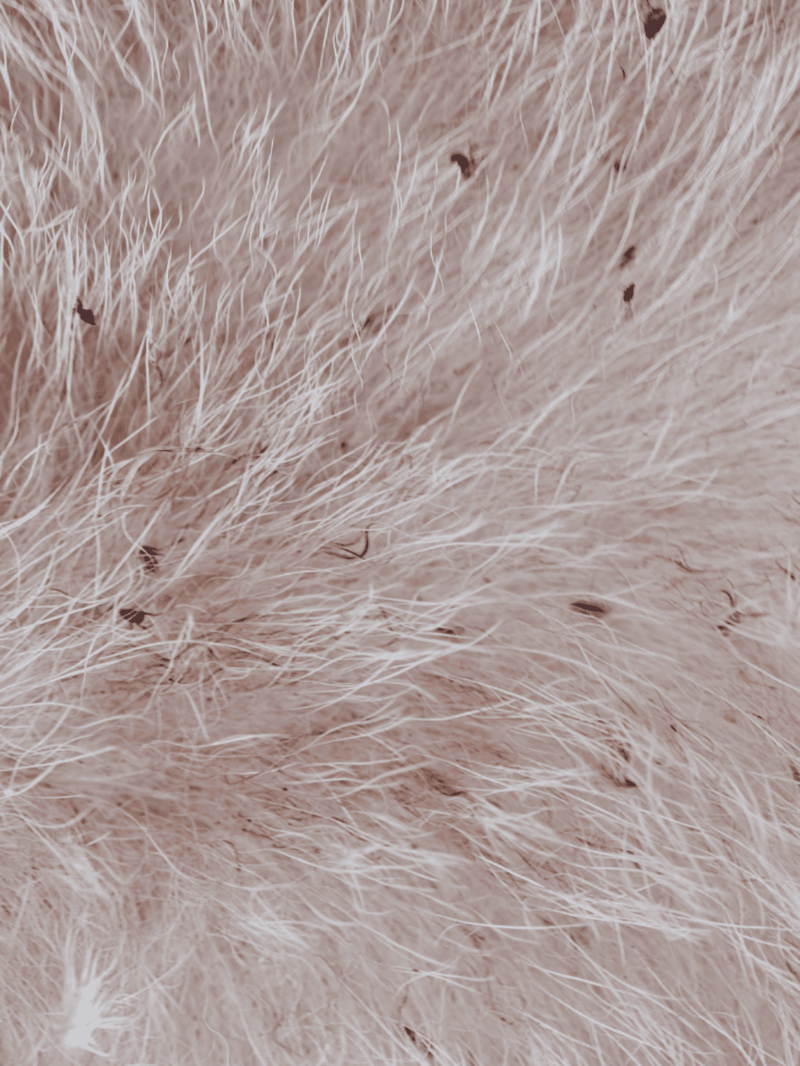 Close-up of soft, light-colored dog fur with visible texture and hair strands.