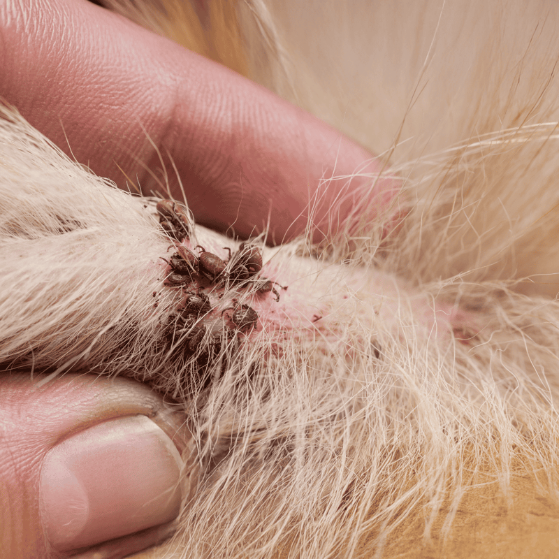 Close-up of a dog’s skin with fleas, showing the importance of flea prevention.