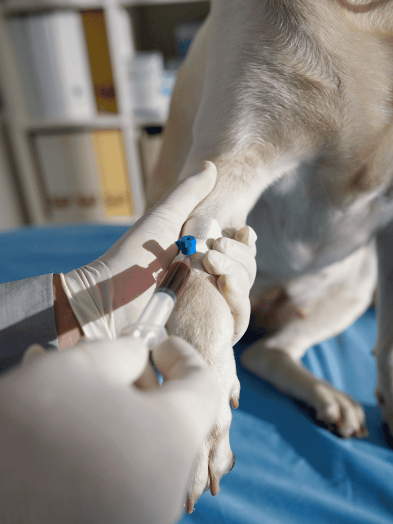 Alt text: Veterinarian giving a vaccine shot to a dog in a clinical setting.