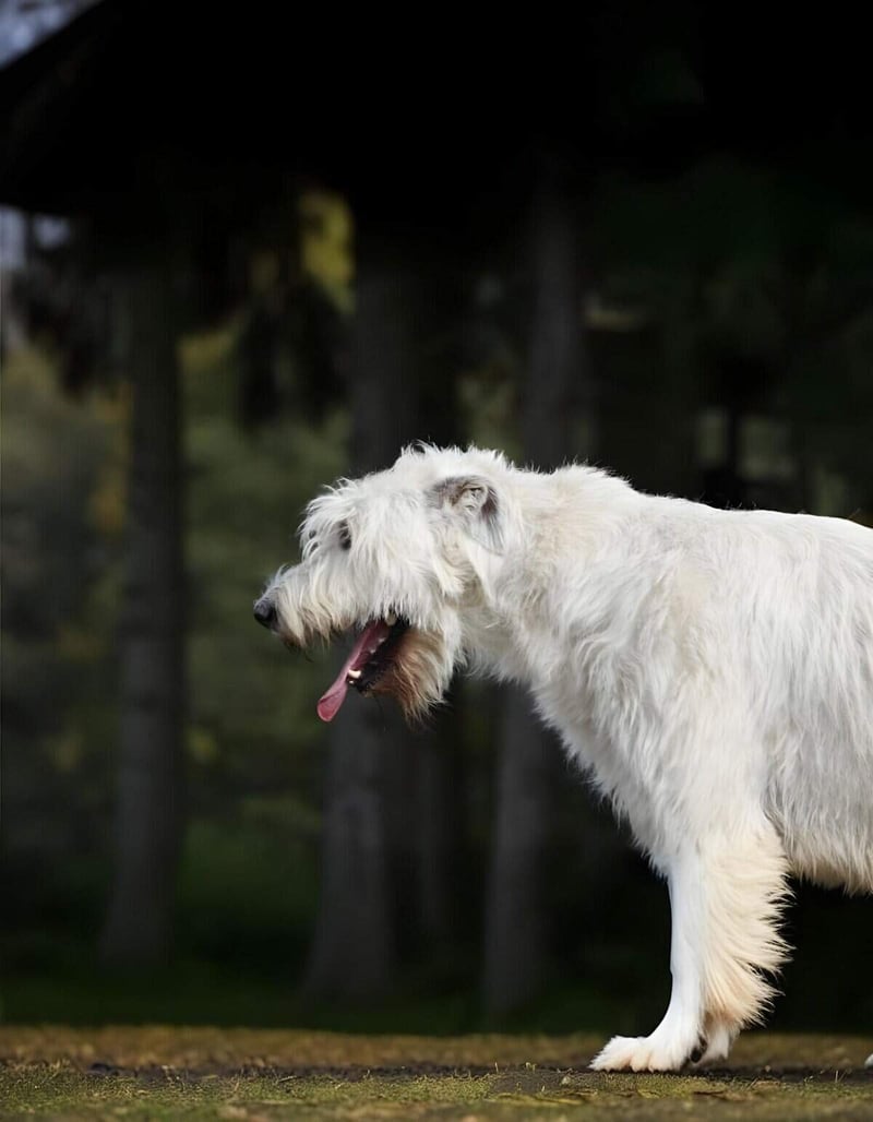 Dog with long, white fur and tongue out, standing outdoors in a forest setting.