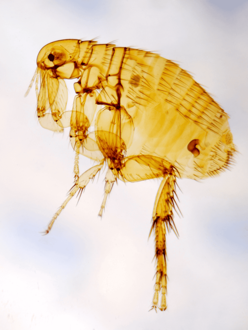 High-detail image of a flea, showing its tiny body and legs, useful for pet health and flea control info.