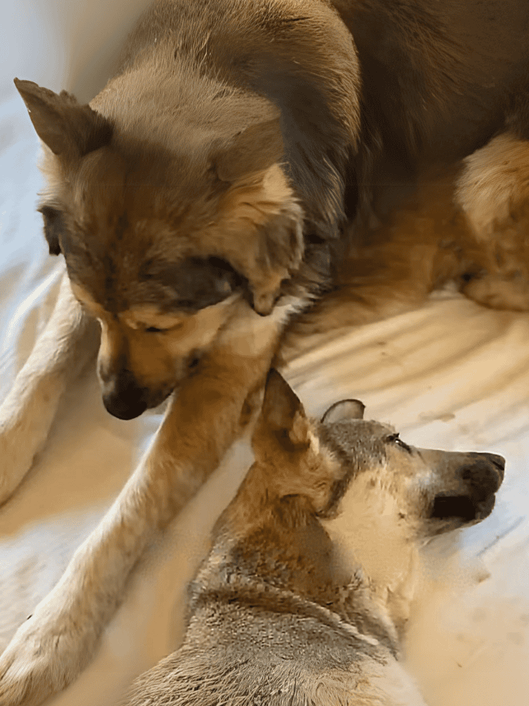 Adorable dogs cuddling and playing together in a cozy setting, showcasing canine companionship and friendship.
