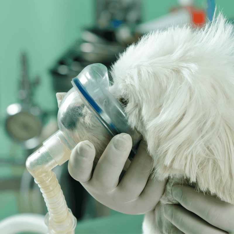 Dog receiving anesthesia at veterinary clinic.
