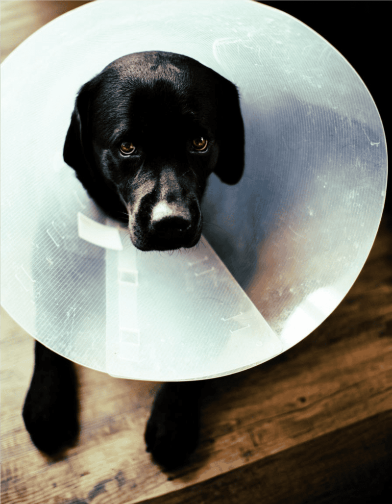 E Collar for Dogs with Cone of Shame.