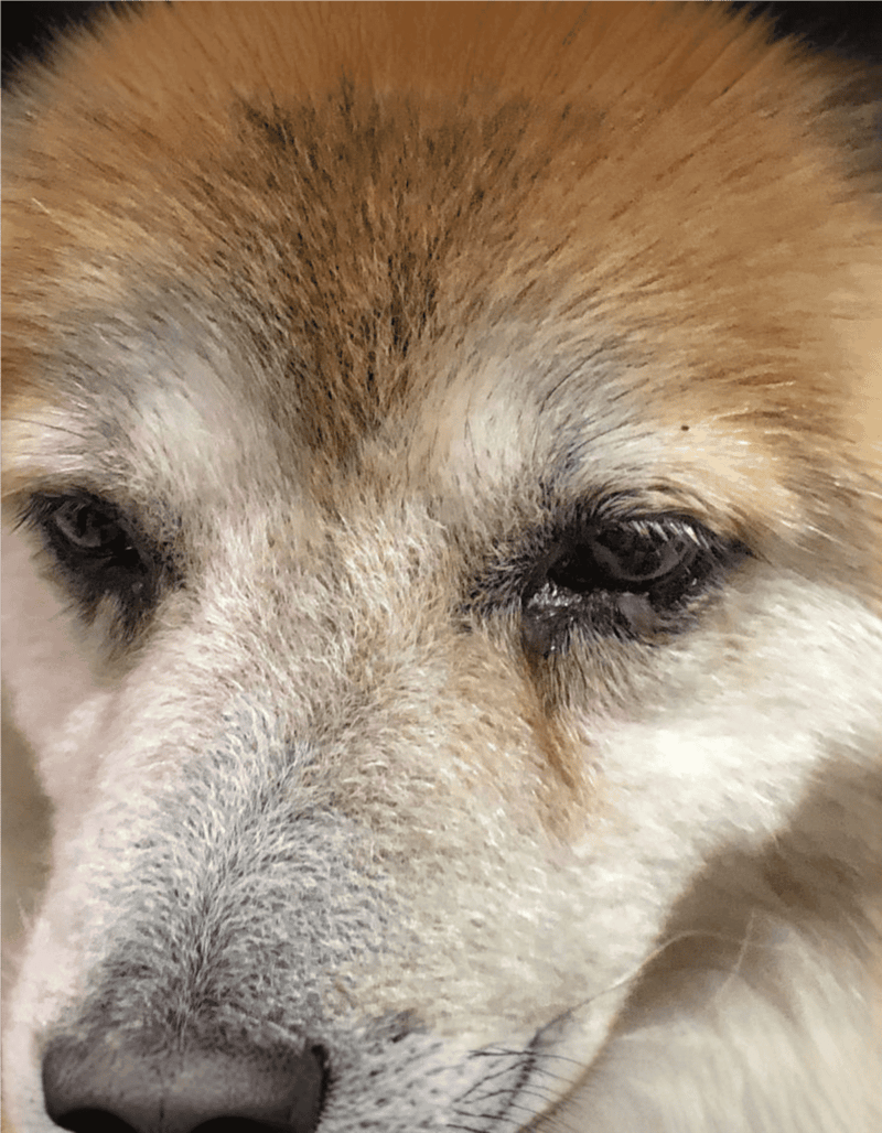 Close-up of a dog's face showing details of fur and eyes.