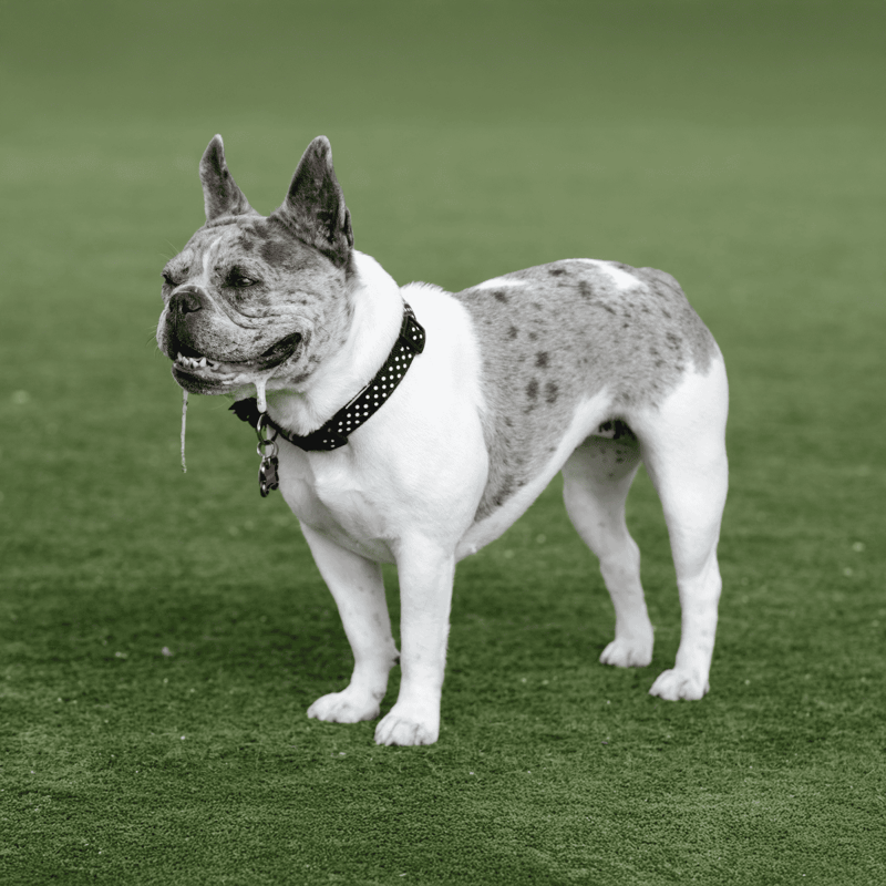 Adorable French Bulldog enjoying outdoor playtime on lush green grass.