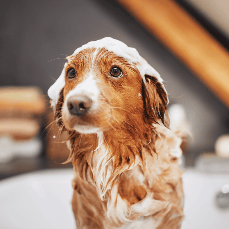 Well-groomed dog with shampoo foam during bath time, emphasizing pet grooming services for dogs.