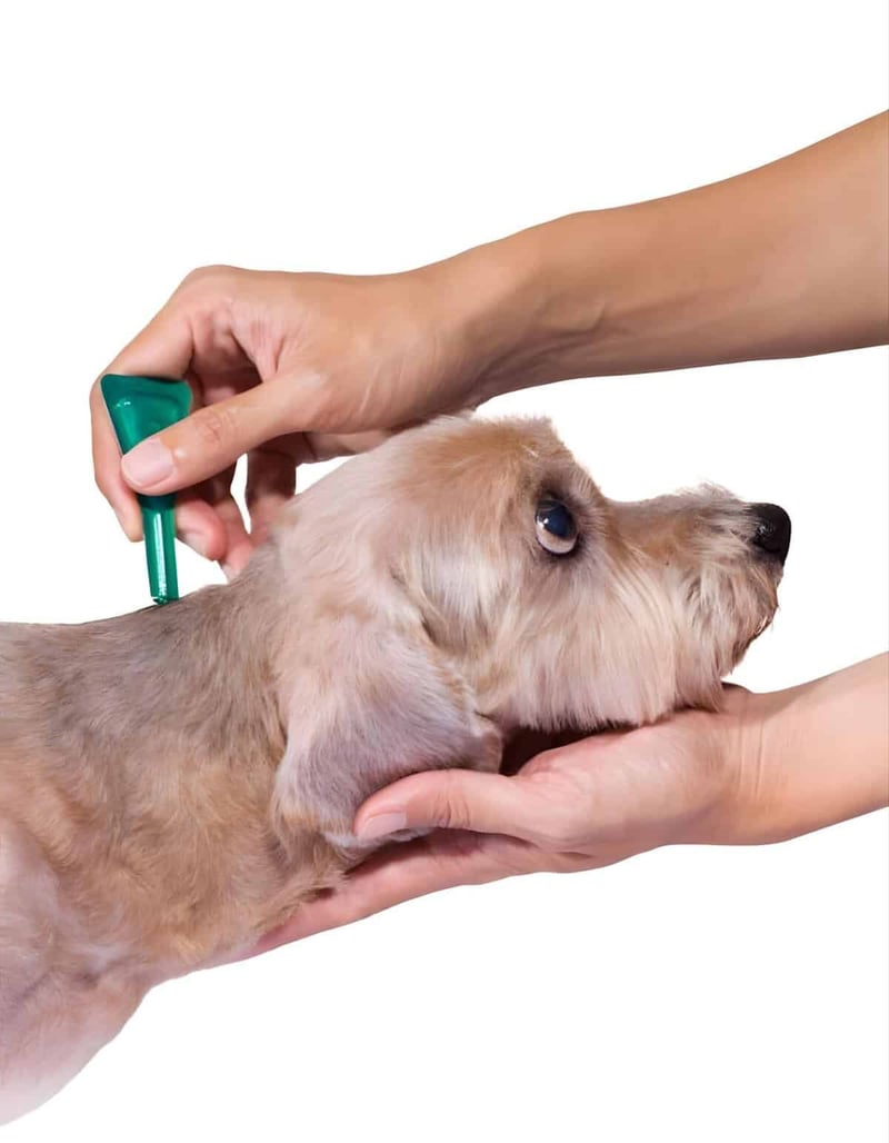 Dog receiving ear treatment from veterinarian.