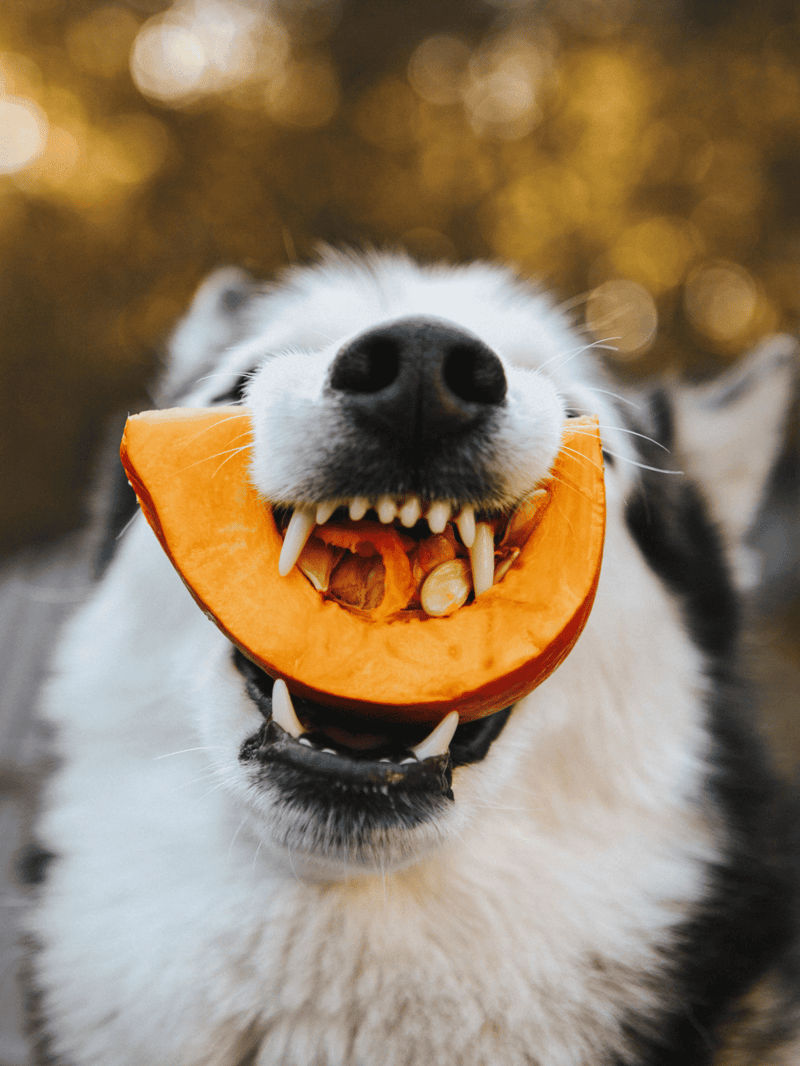 Happy dog holding pumpkin in mouth, outdoors, autumn setting, playful pet for pet care.