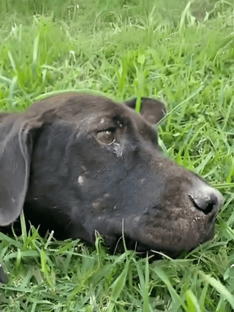 Dog lying peacefully in lush green grass outdoors.