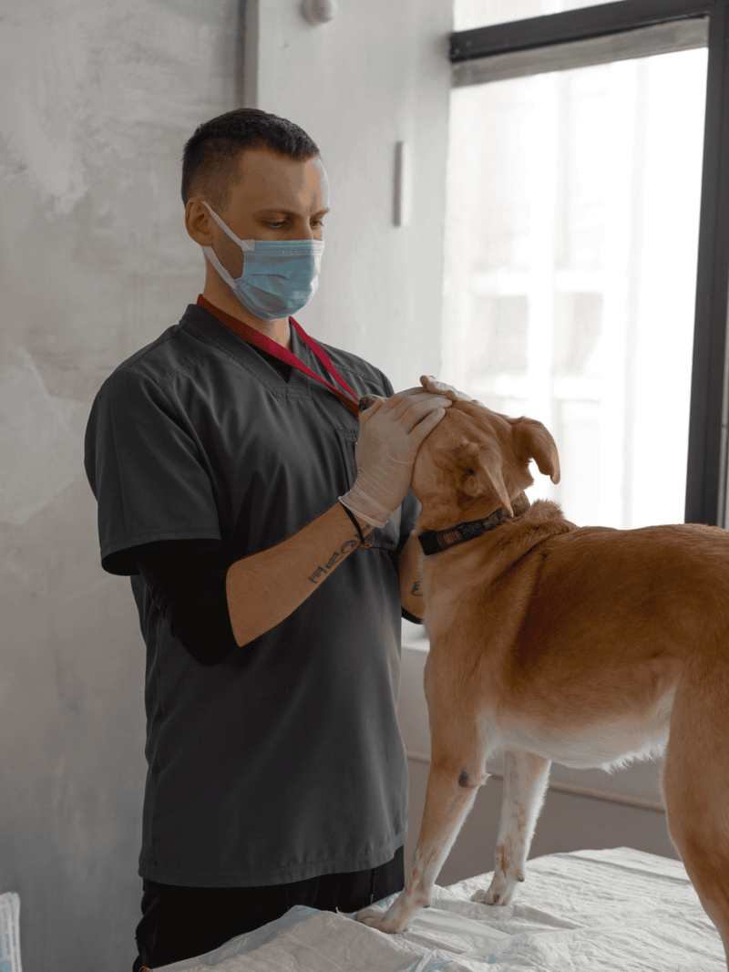 Dog grooming and veterinary care for dogs | Dogfix.com.